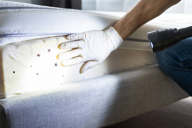 Best Wasp Removal Services  in Hudson Bend, TX