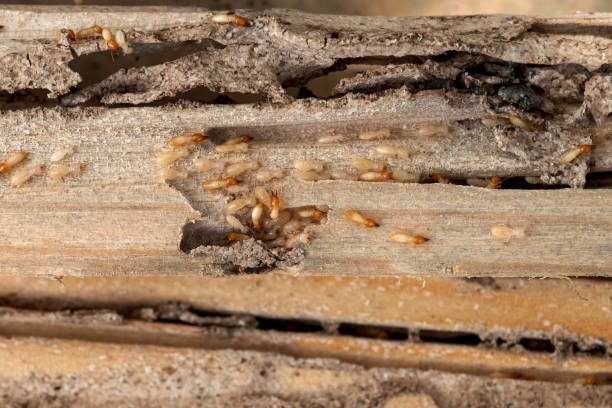 Bird Control in Hudson Bend, TX