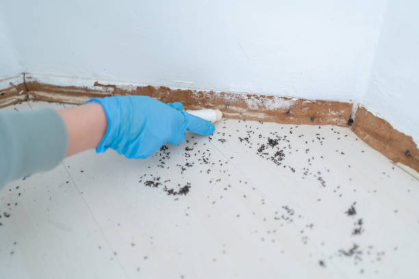 Best Termite Control Services  in Hudson Bend, TX