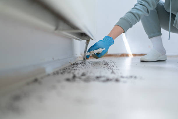 Pest Prevention Services in Hudson Bend, TX